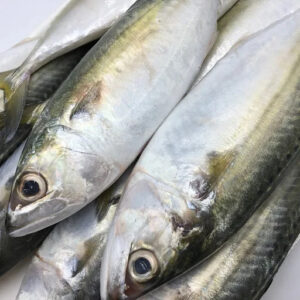 Frozen Sea Fish Indian Mackerel Whole Round Size 4/6 6/8 8/10 From Atlantic and Pacific Oceans Frozen Sea Fish Indian Mackerel Whole Round Size 4/6 6/8 8/10 From Atlantic and Pacific Oceans