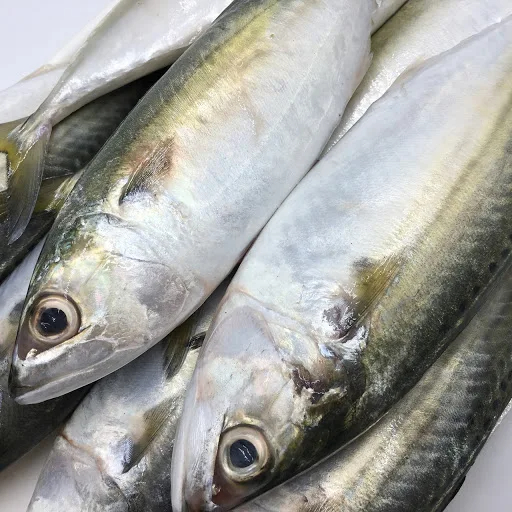 Frozen Sea Fish Indian Mackerel Whole Round Size 4/6 6/8 8/10 From Atlantic and Pacific Oceans
