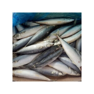 Frozen Mackerel Fish Frozen Fresh Seafood Frozen Mackerel Fish Frozen Fresh Seafood