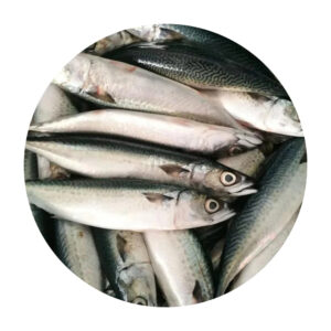 Great Quality Frozen Fish Mackerel High Protein Healthy Seafood Frozen Horse Mackerel Seafood Fish for Wholesale in Good Price Great Quality Frozen Fish Mackerel High Protein Healthy Seafood Frozen Horse Mackerel Seafood Fish for Wholesale in Good Price