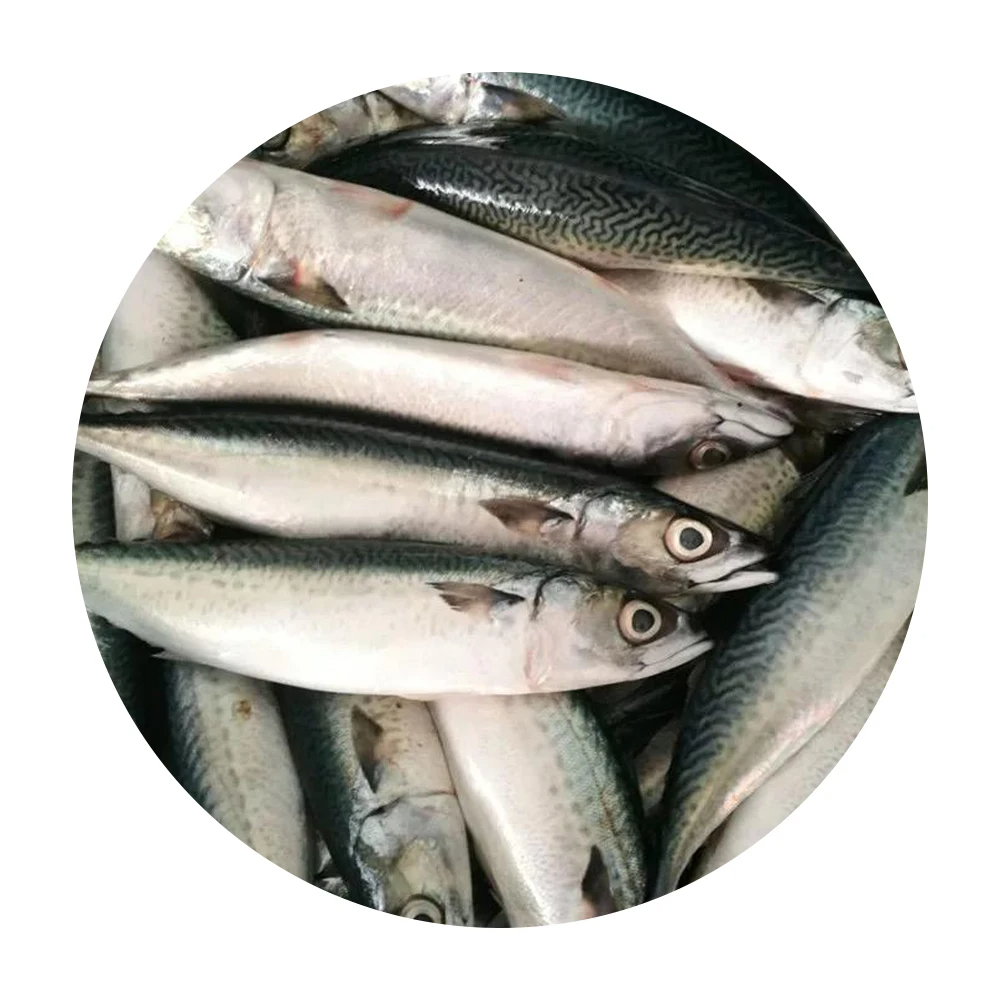 Great Quality Frozen Fish Mackerel High Protein Healthy Seafood Frozen Horse Mackerel Seafood Fish for Wholesale in Good Price