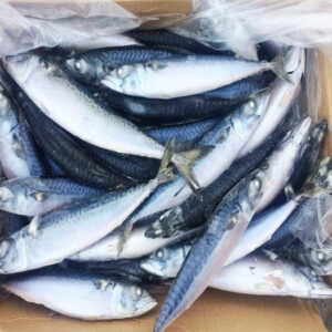 Frozen Horse Mackerel Pacific Indian Atlantic Mackerel Fish for Sale