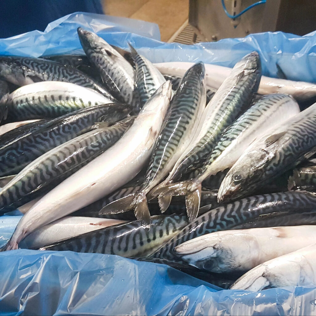 Frozen Roasted Atlantic Mackerel Fish