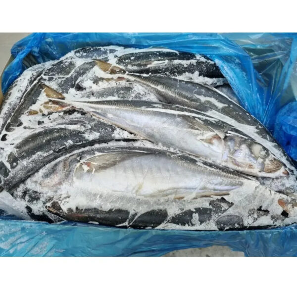 Frozen Horse Mackerel for Sale Top-Grade Frozen Fish Ideal for Grilling Frying and Stews Bulk Orders Available