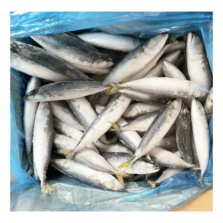 Hot Sale Good Quality IQF Mackerel Scomber Japonicus Size 6-8 pcs per kg Frozen Pacific Mackerel Fish with Fast Shipment