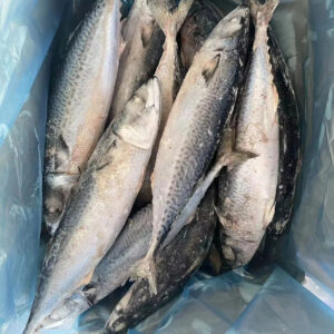 Export 10-15pcs/ctn 500g+ Frozen Fish BQF Whole Round Frozen Pacifated Mackerel Fish Pacific Mackerel