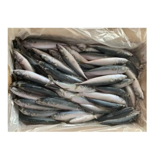 Organic Atlantic Mackerel Fish in Bulk Frozen Whole Fast Shipping with Water Preservation Wholesale Price from Supplier