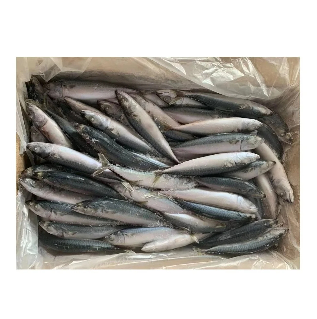Organic Atlantic Mackerel Fish in Bulk Frozen Whole Fast Shipping with Water Preservation Wholesale Price from Supplier