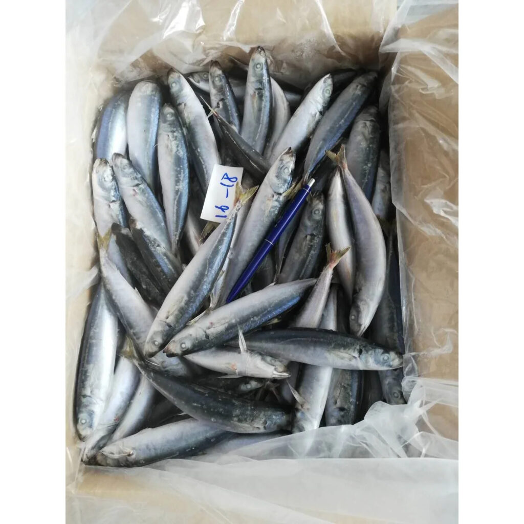 Frozen Mackerel Layang Scad Fish High Quality Cheap Price