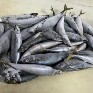 Chub Mackerel From EUROPE (Scomber Colias) | Estornino | Maquereau Espagnol