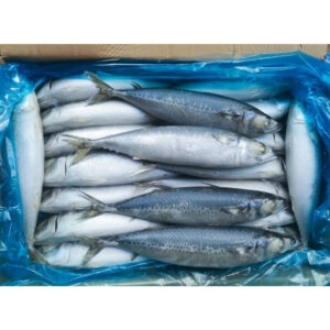 Iqf Frozen Pacific Mackerel Fish Frozen Pacific Mackerel Scomber Sea Frozen Pacific Mackerel Iqf Frozen Pacific Mackerel Fish Frozen Pacific Mackerel Scomber Sea Frozen Pacific Mackerel