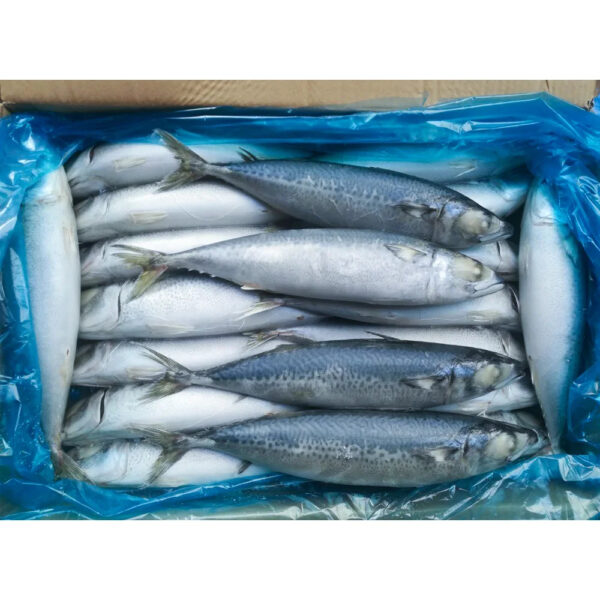 Iqf Frozen Pacific Mackerel Fish Frozen Pacific Mackerel Scomber Sea Frozen Pacific Mackerel