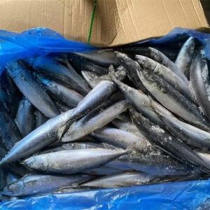 Frozen Pacific Mackerel Whole Round Hot Sale High Quality Seafood Frozen Pacific Mackerel Whole Round Hot Sale High Quality Seafood