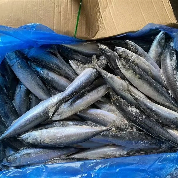 Frozen Pacific Mackerel Whole Round Hot Sale High Quality Seafood
