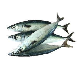 Big Original Mackerel Fish in Thailand Frozen_Mackerel_Prices