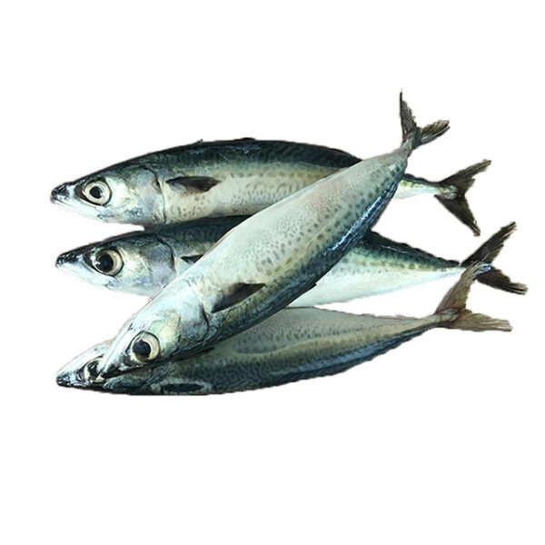 Big Original Mackerel Fish in Thailand Frozen_Mackerel_Prices
