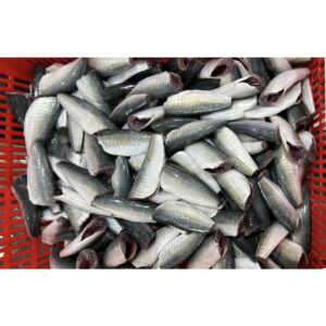 Frozen Round Scad Hgt Round Scad Mackerel Fish Mackerel Scad Fish Frozen Round Scad Hgt Round Scad Mackerel Fish Mackerel Scad Fish