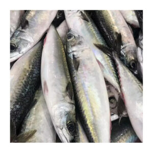 FROZEN MACKEREL FISH FROZEN MACKEREL FISH
