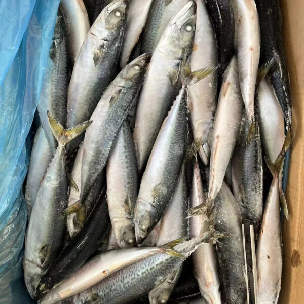 Top Quality Chinese Fresh Frozen Pacific Mackerel Fish