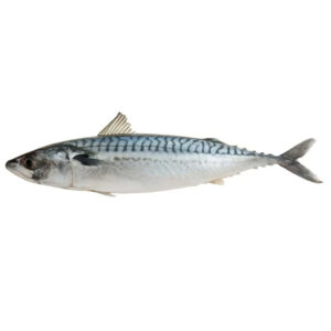 Frozen Pacific Mackerel Whole Round Manufacturer High Quality Scomber Japonicus Pacific Mackerel Fish 300-400g Frozen Pacific Mackerel Whole Round Manufacturer High Quality Scomber Japonicus Pacific Mackerel Fish 300-400g