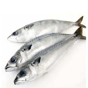 Hot Selling Price Fresh Frozen Mackerel Fish Seafood Fish in Bulk Hot Selling Price Fresh Frozen Mackerel Fish Seafood Fish in Bulk