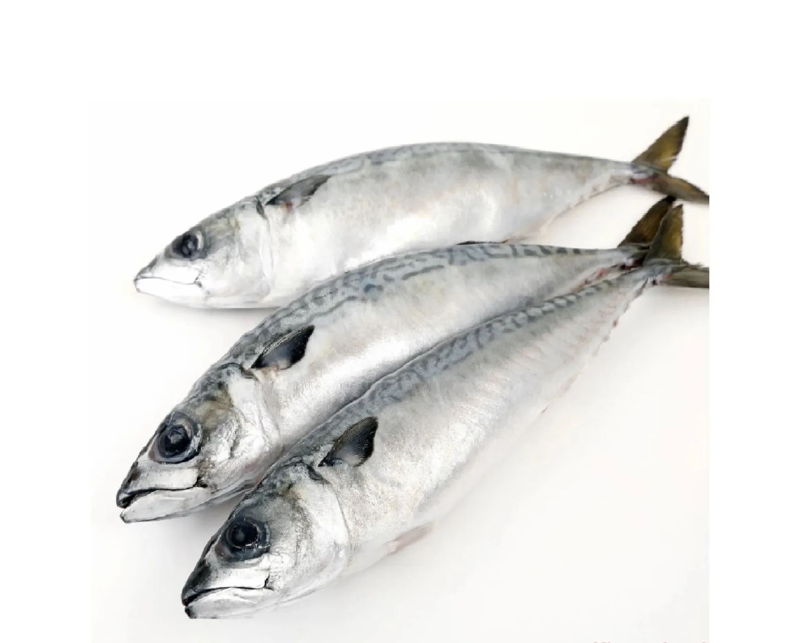 Hot Selling Price Fresh Frozen Mackerel Fish Seafood Fish in Bulk