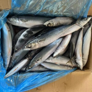 Top Selling High Fat Frozen Pacific Mackerel Premium Quality Sea Frozen Mackerel Fish for Africa