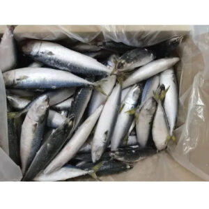 Chinese Factory Ship Frozen Mackerel Whole