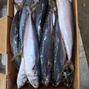 RAPID FROZEN FISH FROZEN PACIFIC MACKEREL 500-800G/PCS