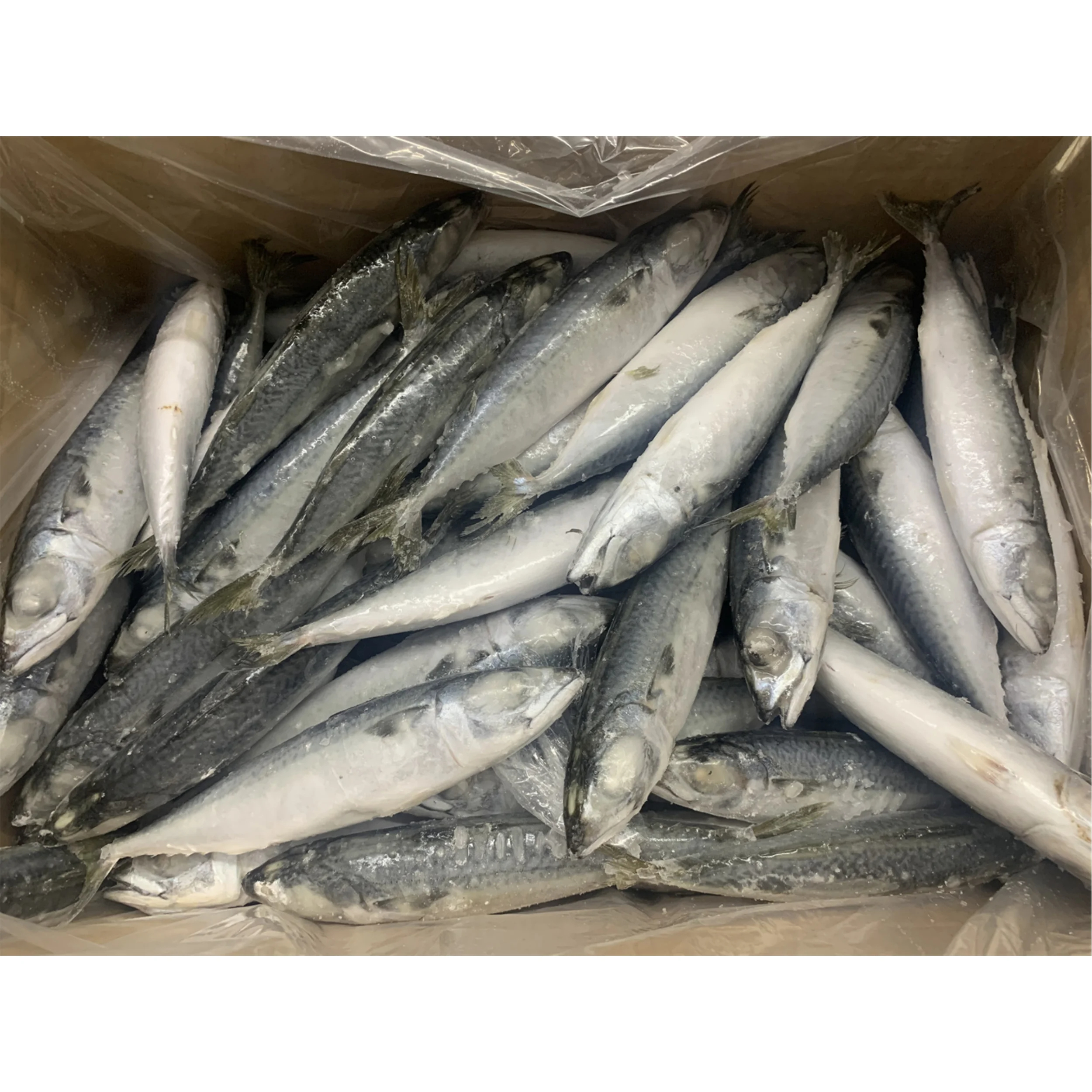 Hot Sale Frozen Fresh Fish Supplier Best Price Fish Frozen Seafood Mackerel