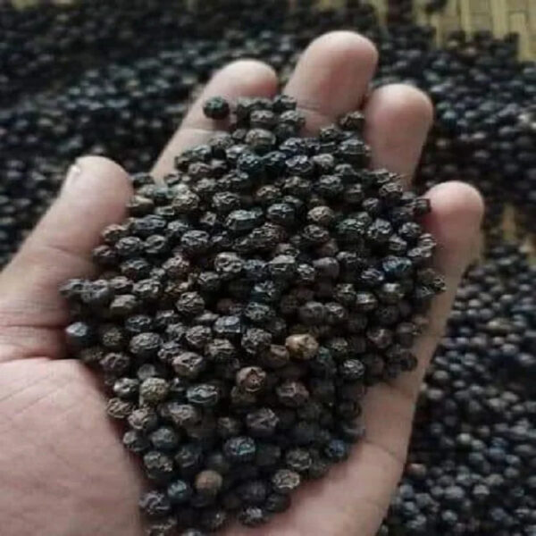 High Quality Bulk Fresh Black Pepper Herb Spice in Whole and Powder Form Dry Whole Black Pepper Herb