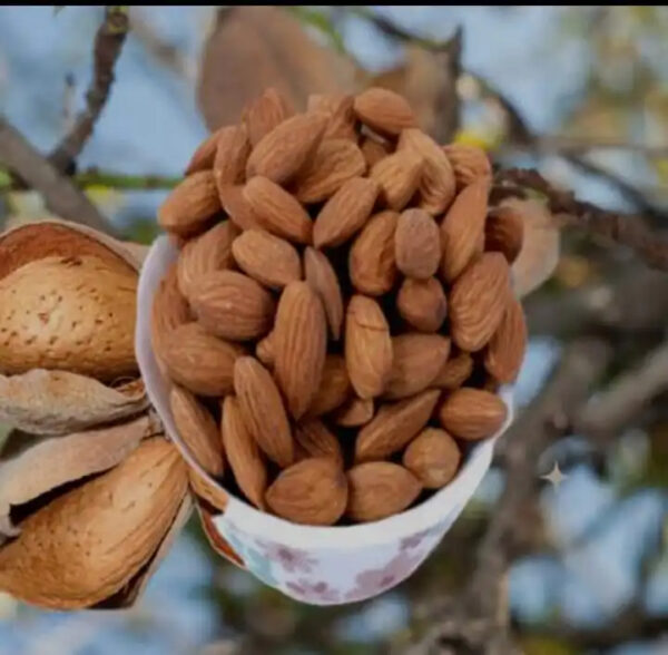 Good Sweet California Raw Almonds Delicious and Healthy Nuts - Image 2