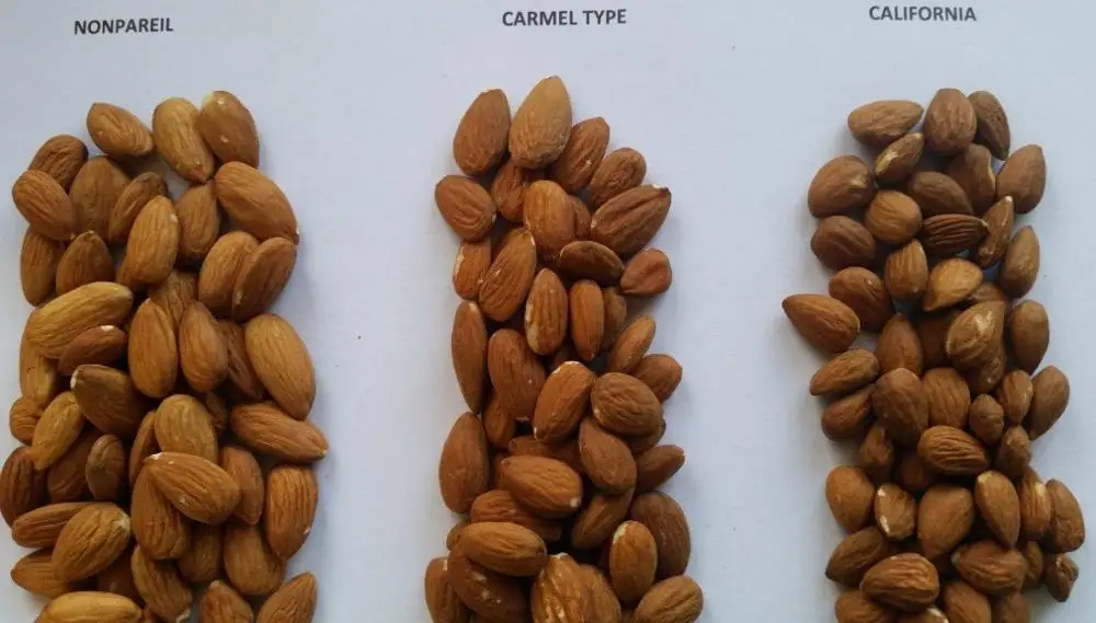 GOOD Sweet California Almonds Available Raw Almonds Nuts and Delicious and Healthy Raw Almonds Nuts - Image 2