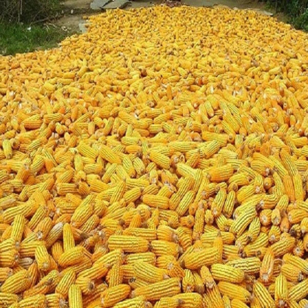 Yellow and White Maize Dried Yellow Corn Popcorn White Corn Maize White Maize Corn (NON GMO) for Human Consumption - Image 2