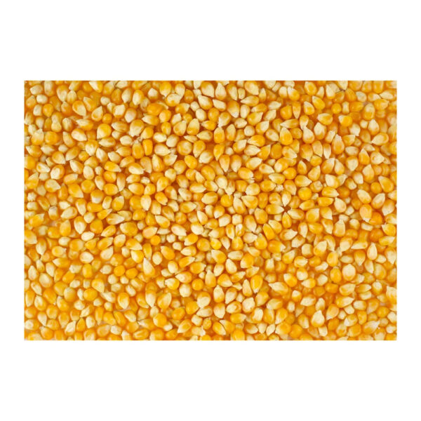 Pure Organic Clean Dried Yellow Corn Dried Yellow Maize Bulk dried white corn and yellow corn Available - Image 2