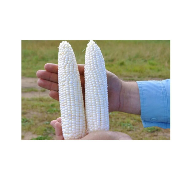 Wholesale Fresh Yellow Corn White Corn Bulk Dried Corn - Image 2