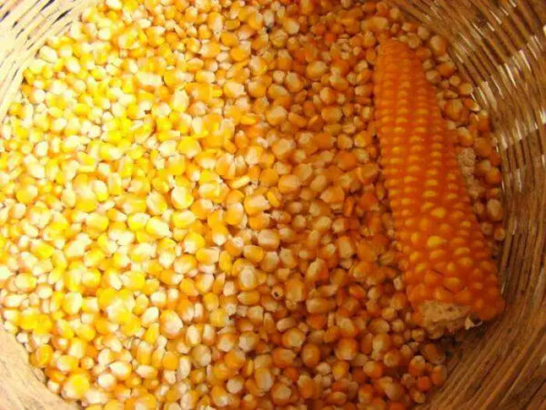 Organic Yellow Maize Corn GMO-Free Dried Animal Feed and Human Food for White Corn Use - Image 2