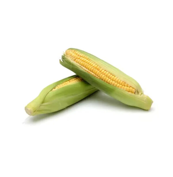 Fresh and IQF Frozen Yellow Sweet Baby Corn With Competitive Price From Kenya - Image 2