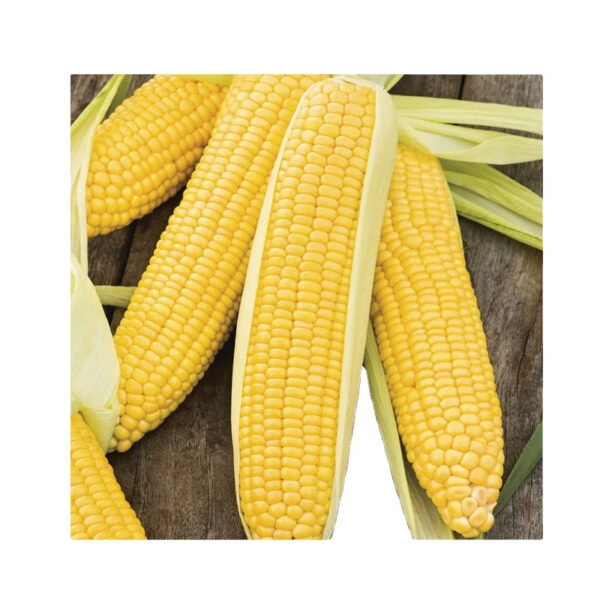 Top Quality High Protein Sweet Yellow Corn for Sale Holiday - Image 2
