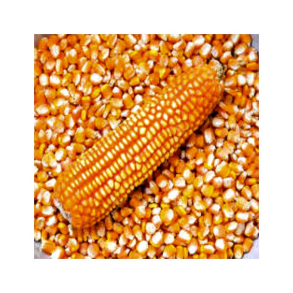 Corn Yellow Maize Dried Yellow Corn Popcorn Corn - Image 2