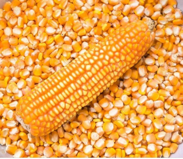 New Wholesale Crop Yellow Corn Corn Is Also Rich in Vitamin C an Antioxidant That Helps Protect Your Cells OEM Service - Image 2