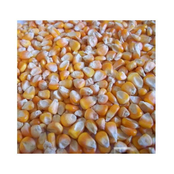 Whole Sale Yellow Corn Maize for Animal Feed Ready to Export From Kenya - Image 2