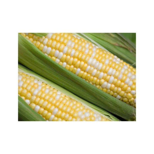 Dried Yellow Sweet Yellow Corn Yellow Maize Discount Sale Canned Sweet Corn Canned Yellow Sweet Corn - Image 2