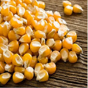 Dried Yellow Corn Yellow Maize for Animal Feed in High Quality for Sale From Kenya - Image 2
