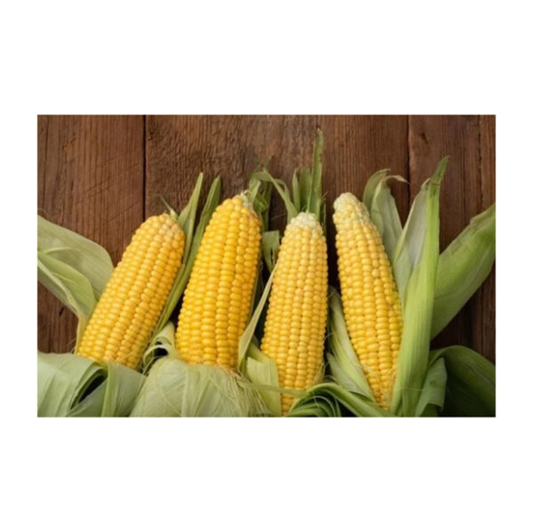 Cheap Wholesale Brazil Yellow Corn for Animal Feed Non Gmo Certified Brazil Yellow Corn Dried Corn Price in Kenya - Image 2