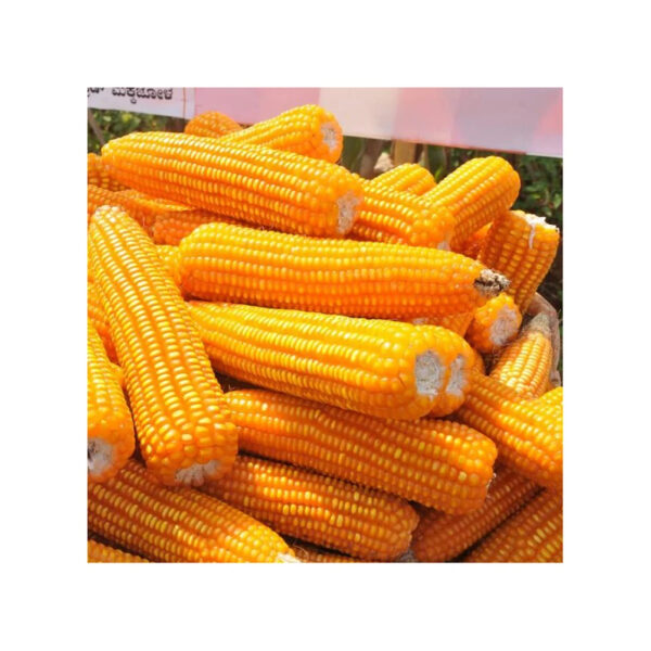Frozen Dry Maize Dry Yellow Corn Sweet Yellow Corn Premium Quality - Image 2