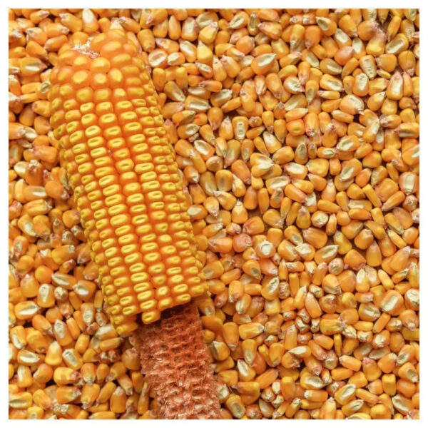 Yellow Corn Dried Style - Image 2
