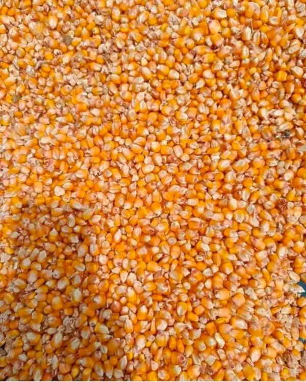 Direct Factory Price Yellow Corn for Sale - Image 2