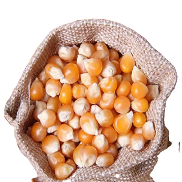 EXPORT QUALITY Yellow Corn Maize for Animal Feed Quality Yellow Corn Price Per Ton - Image 2