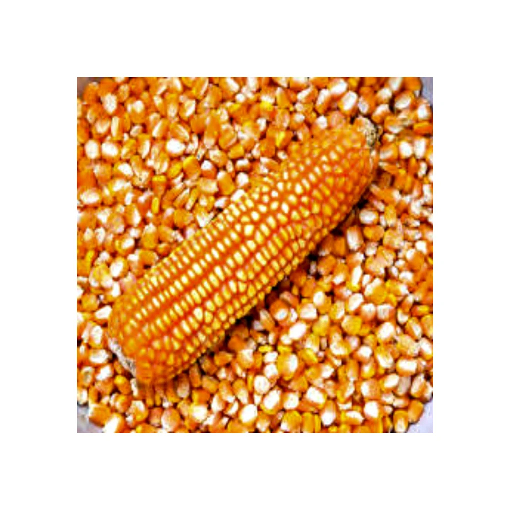 Non GMO Yellow Corn Sweet Corn Yellow Corn Maize for Sale in Bulk
